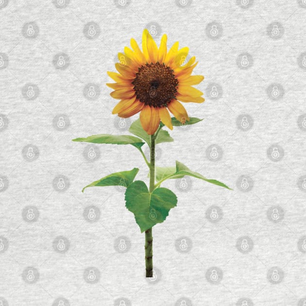 Single Stem Sunflower Yellow Floral Flower by Blessing Direct